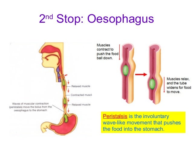 11. Human Digestive System - E-Learning