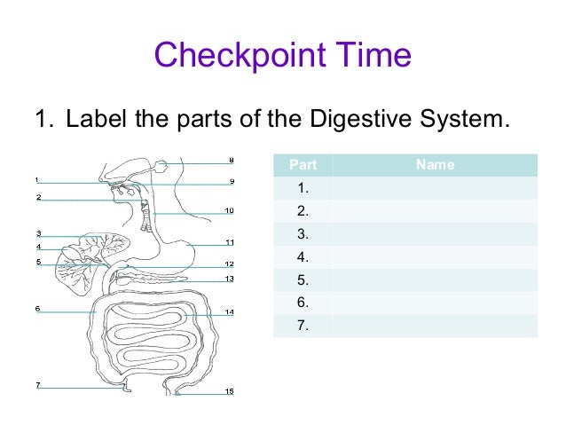 Picture Of Digestive System With Parts Image collections 