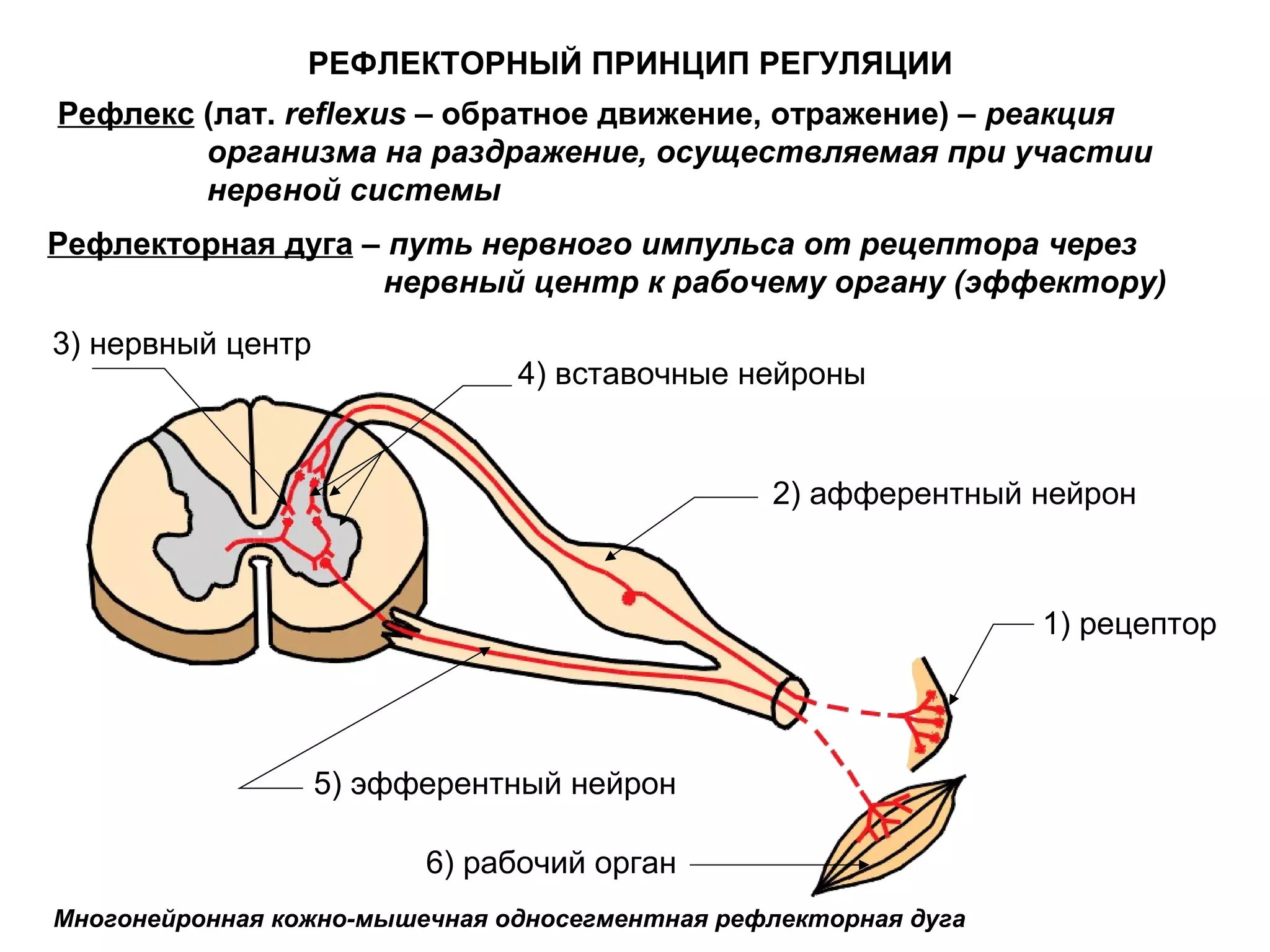 Многонейронная кожно-мышечная односегментная рефлекторная дуга
2) афферентный нейрон
5) эфферентный нейрон
1) рецептор
6) рабочий орган
3) нервный центр
4) вставочные нейроны
РЕФЛЕКТОРНЫЙ ПРИНЦИП РЕГУЛЯЦИИ
Рефлекс (лат. reflexus – обратное движение, отражение) – реакция
организма на раздражение, осуществляемая при участии
нервной системы
Рефлекторная дуга – путь нервного импульса от рецептора через
нервный центр к рабочему органу (эффектору)
 