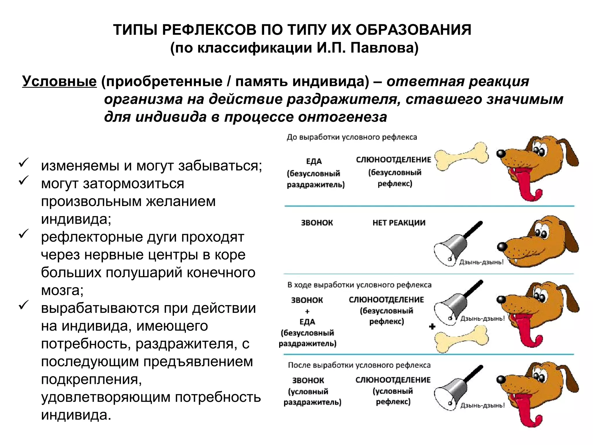 Условные (приобретенные / память индивида) – ответная реакция
организма на действие раздражителя, ставшего значимым
для индивида в процессе онтогенеза
 изменяемы и могут забываться;
 могут затормозиться
произвольным желанием
индивида;
 рефлекторные дуги проходят
через нервные центры в коре
больших полушарий конечного
мозга;
 вырабатываются при действии
на индивида, имеющего
потребность, раздражителя, с
последующим предъявлением
подкрепления,
удовлетворяющим потребность
индивида.
ТИПЫ РЕФЛЕКСОВ ПО ТИПУ ИХ ОБРАЗОВАНИЯ
(по классификации И.П. Павлова)
 