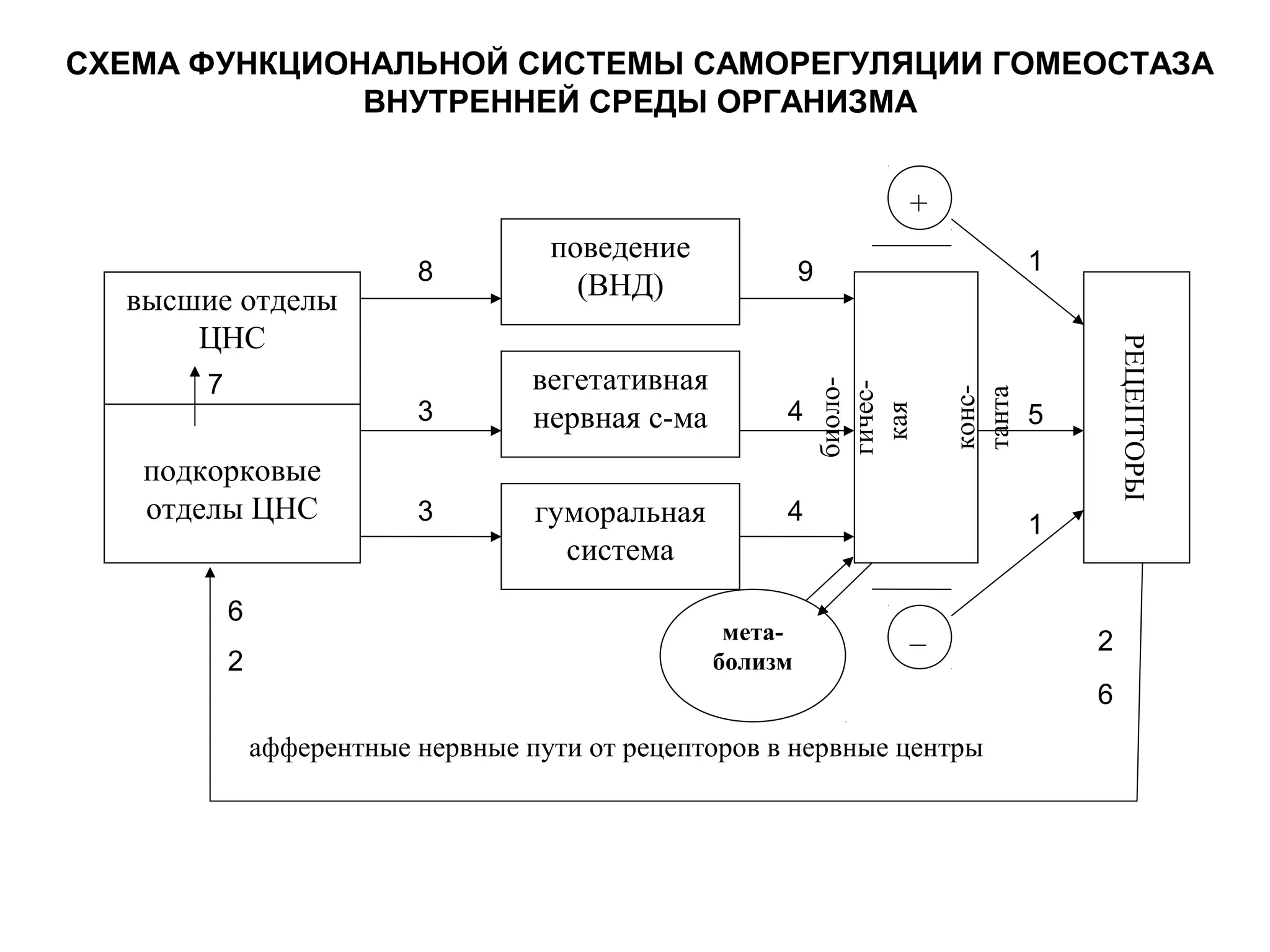 СХЕМА ФУНКЦИОНАЛЬНОЙ СИСТЕМЫ САМОРЕГУЛЯЦИИ ГОМЕОСТАЗА
ВНУТРЕННЕЙ СРЕДЫ ОРГАНИЗМА
высшие отделы
ЦНС
гуморальная
система
биоло-
гичес-
кая
конс-
танта
РЕЦЕПТОРЫ
+
–
афферентные нервные пути от рецепторов в нервные центры
подкорковые
отделы ЦНС
мета-
болизм
вегетативная
нервная с-ма
поведение
(ВНД)
1
3
2
2
3
4
4
1
5
6
6
7
8 9
 