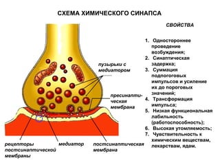 пузырьки с
медиатором
медиатор
пресинапти-
ческая
мембрана
постсинаптическая
мембрана
рецепторы
постсинаптической
мембраны
1. Одностороннее
проведение
возбуждения;
2. Синаптическая
задержка;
3. Суммация
подпогоговых
импульсов и усиление
их до пороговых
значений;
4. Трансформация
импульса;
5. Низкая функциональная
лабильность
(работоспособность);
6. Высокая утомляемость;
7. Чувствительность к
химическим веществам,
лекарствам, ядам.
СХЕМА ХИМИЧЕСКОГО СИНАПСА
СВОЙСТВА
 