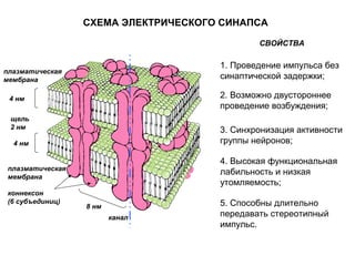 плазматическая
мембрана
плазматическая
мембрана
щель
2 нм
4 нм
4 нм
коннексон
(6 субъединиц)
8 нм
канал
СВОЙСТВА
1. Проведение импульса без
синаптической задержки;
2. Возможно двустороннее
проведение возбуждения;
3. Синхронизация активности
группы нейронов;
4. Высокая функциональная
лабильность и низкая
утомляемость;
5. Способны длительно
передавать стереотипный
импульс.
СХЕМА ЭЛЕКТРИЧЕСКОГО СИНАПСА
 