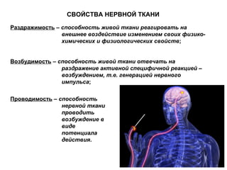 СВОЙСТВА НЕРВНОЙ ТКАНИ
Раздражимость – способность живой ткани реагировать на
внешнее воздействие изменением своих физико-
химических и физиологических свойств;
Возбудимость – способность живой ткани отвечать на
раздражение активной специфичной реакцией –
возбуждением, т.е. генерацией нервного
импульса;
Проводимость – способность
нервной ткани
проводить
возбуждение в
виде
потенциала
действия.
 