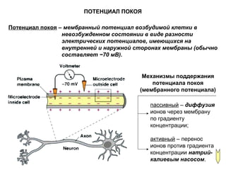 ПОТЕНЦИАЛ ПОКОЯ
Потенциал покоя – мембранный потенциал возбудимой клетки в
невозбужденном состоянии в виде разности
электрических потенциалов, имеющихся на
внутренней и наружной сторонах мембраны (обычно
составляет −70 мВ).
Механизмы поддержания
потенциала покоя
(мембранного потенциала)
пассивный – диффузия
ионов через мембрану
по градиенту
концентрации;
активный – перенос
ионов против градиента
концентрации натрий-
калиевым насосом.
 