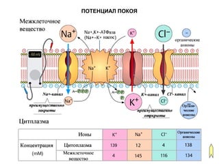 ПОТЕНЦИАЛ ПОКОЯ
 