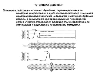 ПОТЕНЦИАЛ ДЕЙСТВИЯ
Потенциал действия – волна возбуждения, перемещающаяся по
мембране живой клетки в виде кратковременного изменения
мембранного потенциала на небольшом участке возбудимой
клетки, в результате которого наружная поверхность
этого участка становится отрицательно заряженной по
отношению к внутренней поверхности мембраны.
 