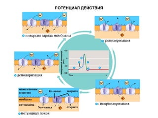 ПОТЕНЦИАЛ ДЕЙСТВИЯ
 