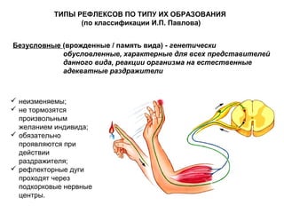 ТИПЫ РЕФЛЕКСОВ ПО ТИПУ ИХ ОБРАЗОВАНИЯ
(по классификации И.П. Павлова)
Безусловные (врожденные / память вида) - генетически
обусловленные, характерные для всех представителей
данного вида, реакции организма на естественные
адекватные раздражители
 неизменяемы;
 не тормозятся
произвольным
желанием индивида;
 обязательно
проявляются при
действии
раздражителя;
 рефлекторные дуги
проходят через
подкорковые нервные
центры.
 