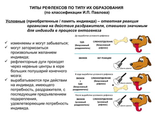 Условные (приобретенные / память индивида) – ответная реакция
организма на действие раздражителя, ставшего значимым
для индивида в процессе онтогенеза
 изменяемы и могут забываться;
 могут затормозиться
произвольным желанием
индивида;
 рефлекторные дуги проходят
через нервные центры в коре
больших полушарий конечного
мозга;
 вырабатываются при действии
на индивида, имеющего
потребность, раздражителя, с
последующим предъявлением
подкрепления,
удовлетворяющим потребность
индивида.
ТИПЫ РЕФЛЕКСОВ ПО ТИПУ ИХ ОБРАЗОВАНИЯ
(по классификации И.П. Павлова)
 