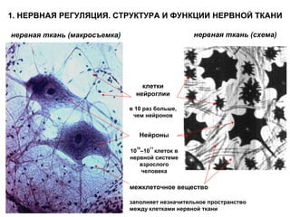 нервная ткань (макросъемка) нервная ткань (схема)
1. НЕРВНАЯ РЕГУЛЯЦИЯ. СТРУКТУРА И ФУНКЦИИ НЕРВНОЙ ТКАНИ
Нейроны
10
10
–10
11
клеток в
нервной системе
взрослого
человека
клетки
нейроглии
в 10 раз больше,
чем нейронов
межклеточное вещество
заполняет незначительное пространство
между клетками нервной ткани
 