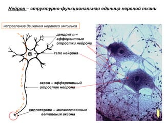 Нейрон – структурно-функциональная единица нервной ткани
тело нейрона
дендриты –
афферентные
отростки нейрона
аксон – эфферентный
отросток нейрона
коллатерали – множественные
ветвления аксона
направление движения нервного импульса
 