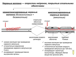 Нервные волокна — отростки нейронов, покрытые глиальными
оболочками
миелинизированные
нервные волокна
(мякотные)
немиелинизированные нервные
волокна (безмиелиновые =
безмякотные)
миелиновая
оболочка
перехват
Ранвье
аксоплазма осевого
цилиндра
глиальная
оболочка
(нейролемма)
стимулстимул
 низкая изоляция при проведении
нервного импульса;
 относительно медленное
проведение нервного импульса (до
5 м/с);
 иннервируют преимущественно
внутренние органы .
 высокая изоляция при проведении
нервного импульса;
 относительно высокая скорость
проведения импульса (до 120 м/с);
 иннервируют скелетную
мускулатуру, образуют белое
вещество органов ЦНС.
 