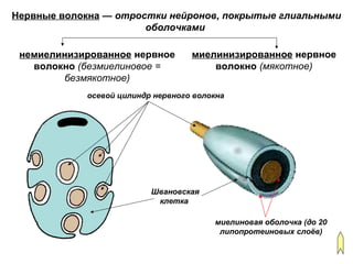 немиелинизированное нервное
волокно (безмиелиновое =
безмякотное)
осевой цилиндр нервного волокна
миелинизированное нервное
волокно (мякотное)
миелиновая оболочка (до 20
липопротеиновых слоёв)
Швановская
клетка
Нервные волокна — отростки нейронов, покрытые глиальными
оболочками
 