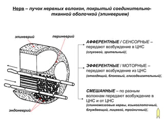 Нерв – пучок нервных волокон, покрытый соединительно-
тканной оболочкой (эпиневрием)
эпиневрий периневрий
эндоневрий
АФФЕРЕНТНЫЕ / СЕНСОРНЫЕ –
передают возбуждение в ЦНС
(слуховой, зрительный);
ЭФФЕРЕНТНЫЕ / МОТОРНЫЕ –
передают возбуждение из ЦНС
(отводящий, блоковый, глазодвигательный);
СМЕШАННЫЕ – по разным
волокнам передают возбуждение в
ЦНС и от ЦНС
(спинномозговые нервы, языкоглоточный,
блуждающий, лицевой, тройничный);
 