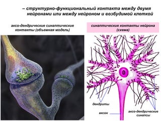 – структурно-функциональный контакта между двумя
нейронами или между нейроном и возбудимой клеткой
дендриты
аксон аксо-дендрические
синапсы
синаптические контакты нейрона
(схема)
аксо-дендрические синаптические
контакты (объемная модель)
 