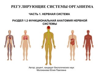 12 систем организма человека таблица. Сустмы организма человека. Система органов человека 5 органов. Физиологические системы человека. Система органов человека регулирующие.