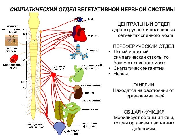Вегетативные части тела