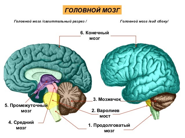 Функция промежуточного мозга дыхание температура тела. Физиология промежуточного мозга. Головной мозг промежуточный мозг. Средний и промежуточный мозг. Промежуточный мозг в разрезе.