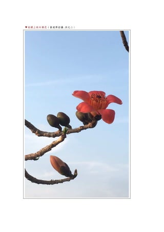 ▼枝頭上的木棉花（黃政齊拍攝.四之二）
 