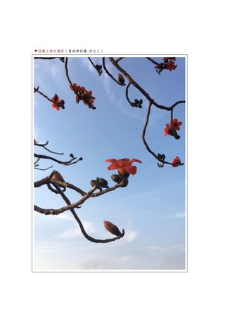 ▼枝頭上的木棉花（黃政齊拍攝.四之三）
 