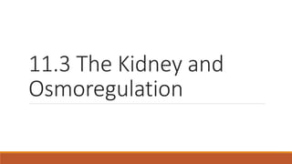 11.3 The Kidney and
Osmoregulation
 