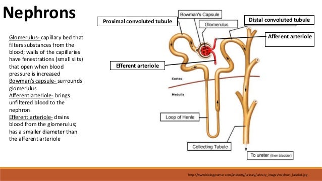 Function of gallbladder in digestive system image