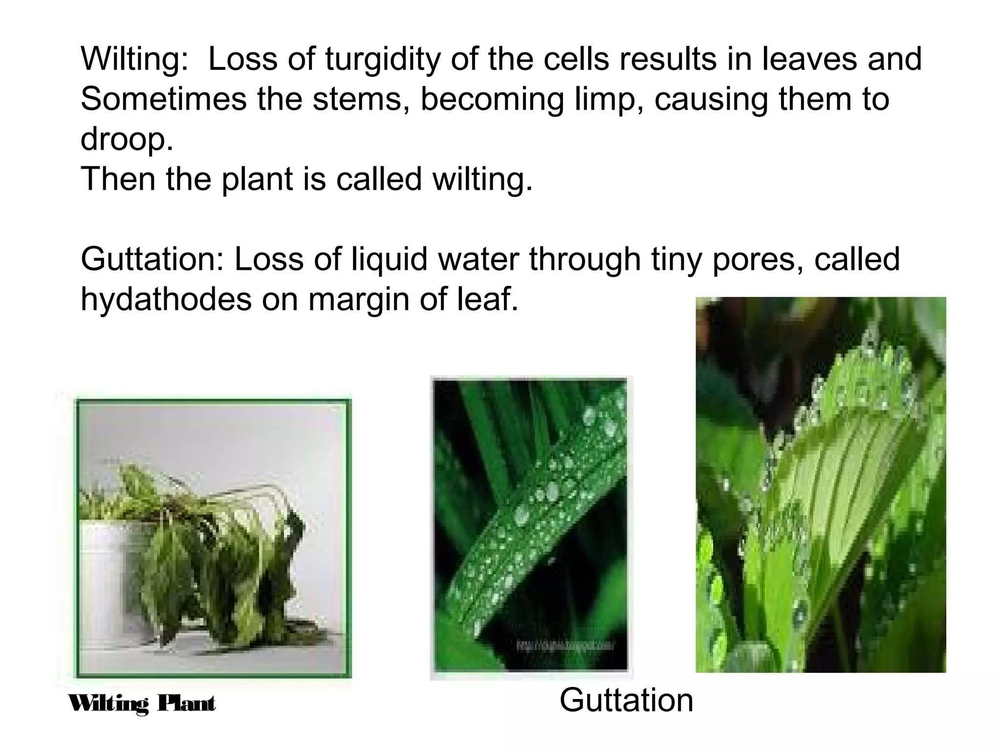 11. Transport in Plants | PPT
