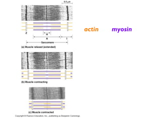 A muscle contraction is
caused by the interlocking
actin and myosin fibres
sliding over one another,
shortening the muscle.
The arrival of a nerve
impulse, and its spread
throughout the muscle
fibre causes this ‘sliding’
contraction
 
