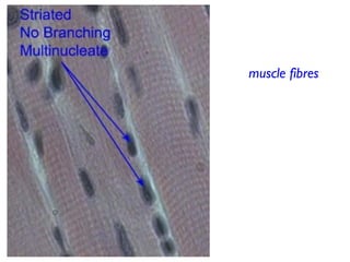 Muscle tissue is not
made up of
individual ‘cells’, but
giant muscle fibres
As embryonic muscle
tissue differentiates,
individual cells fuse
together, creating
multinucleate
structures, the muscle
fibres
 