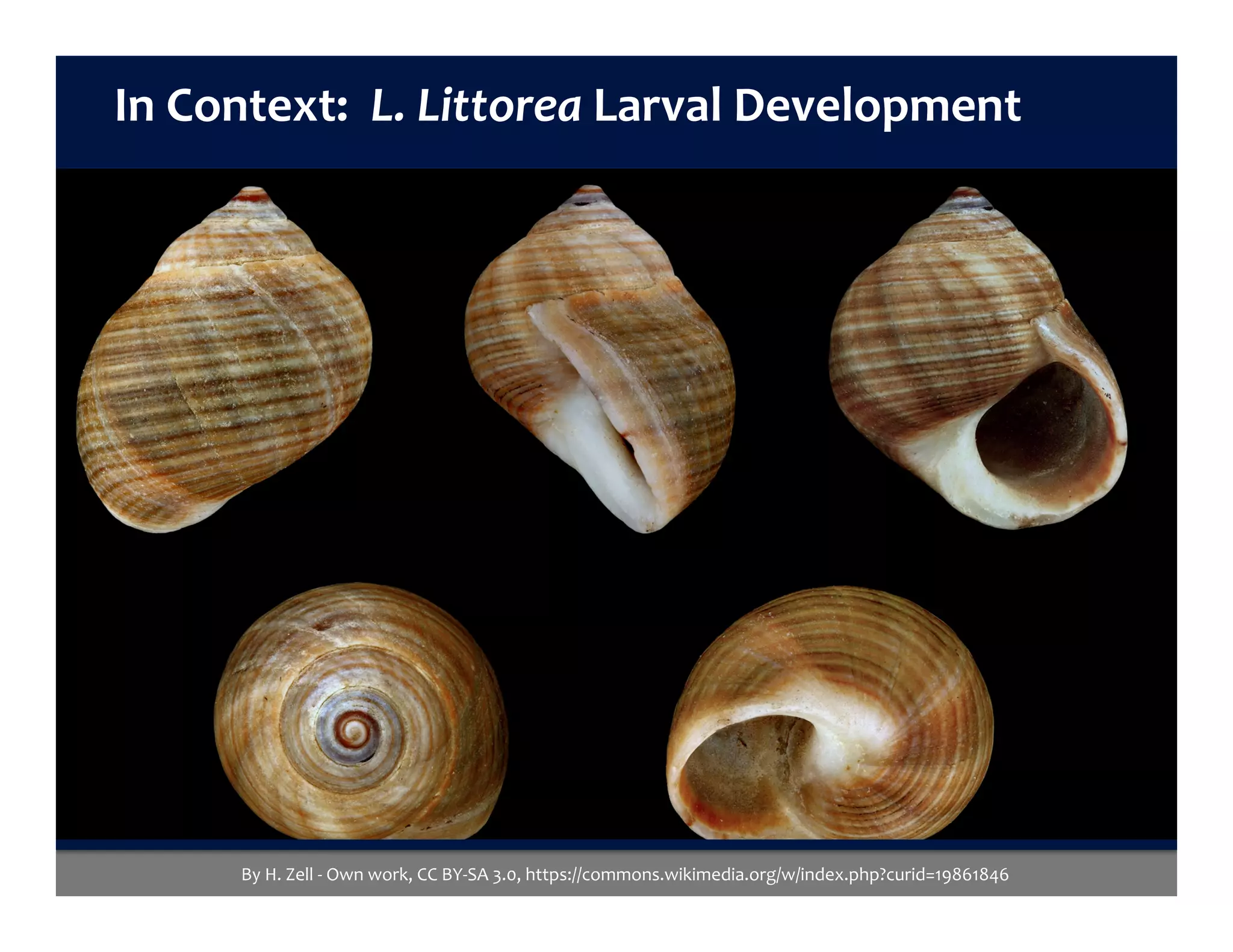 By	H.	Zell	-	Own	work,	CC	BY-SA	3.0,	https://commons.wikimedia.org/w/index.php?curid=19861846	
In	Context:		L.	Littorea	Larval	Development	
 