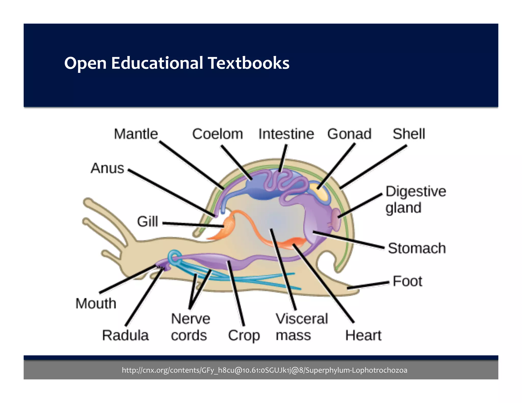 http://cnx.org/contents/GFy_h8cu@10.61:0SGUJk1j@8/Superphylum-Lophotrochozoa	
Open	Educational	Textbooks	
 