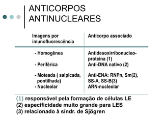 ANTICORPOS
ANTINUCLEARES
Imagens por
imunofluorescência
Anticorpo associado
- Homogênea Antidesoxirribonucleo-
proteina (1)
- Periférica Anti-DNA nativo (2)
- Moteada ( salpicada,
pontilhada)
Anti-ENA: RNPn, Sm(2),
SS-A, SS-B(3)
- Nucleolar ARN-nucleolar
(1) responsável pela formação de células LE
(2) especificidade muito grande para LES
(3) relacionado à síndr. de Sjögren
 