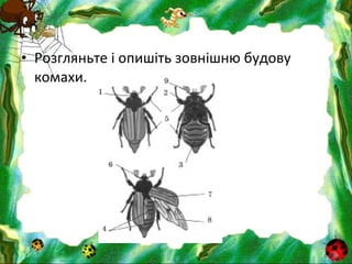• Розгляньте і опишіть зовнішню будову
комахи.
 