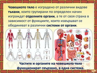 Човешкото тяло е изградено от различни видове
тъкани, които групирани по определен начин
изграждат отделните органи, а те от своя страна в
зависимост от функциите, които извършват се
обединяват в различни системи от органи.
Частите и органите на човешкото тяло
функционират свързано, в една система.
 