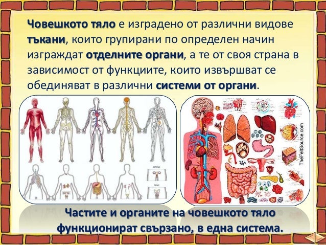 11. Човешкото тяло - ОС, Анубис - В. П.