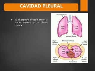  Es el espacio situado entre la
pleura visceral y la pleura
parietal.
CAVIDAD PLEURAL
 