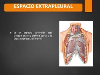  Es un espacio potencial, está
situado entre la parrilla costal y la
pleura parietal adherente.
ESPACIO EXTRAPLEURAL
 