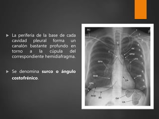  La periferia de la base de cada
cavidad pleural forma un
canalón bastante profundo en
torno a la cúpula del
correspondiente hemidiafragma.
 Se denomina surco o ángulo
costofrénico.
 