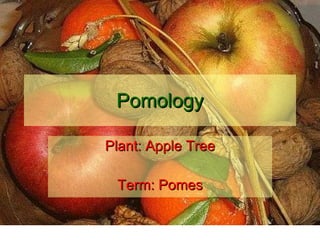 Pomology Plant: Apple Tree Term: Pomes 