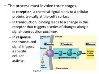 Cellular Response 11.16 (dr. surriya sheikh) cell signalling 1 1 neurotransmitter | PPT