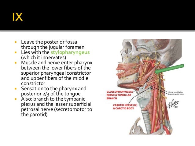 Neck Anatomy Diagram 1 The Anatomy And Physiology Of The Neck Ento