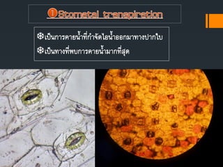 เป็นการคายนาที่กาจัดไอนาออกมาทางปากใบ
เป็นทางที่พบการคายนามากที่สุด
 