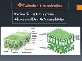 พบที่ผิวใบที่มีcuticleฉาบอยู่ข้างนอก
นาแพร่ออกทางนีได้ยาก จึงเกิดการคายนาได้น้อย
 