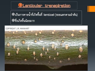 เป็นการคายนาที่เกิดขึนที่ lenticel(รอยแตกตามลาต้น)
ซึ่งเกิดขึนน้อยมาก
 