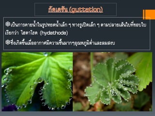 เป็นการคายนาในรูปหยดนาเล็กๆ ทางรูเปิดเล็กๆ ตามปลายเส้นใบที่ขอบใบ
เรียกว่า โฮดาโธด (hydathode)
ซึ่งเกิดขึนเมื่ออากาศมีความชืนมากๆอุณหภูมิต่าและลมสงบ
 