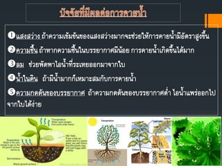 แสงสว่างถ้าความเข้มข้นของแสงสว่างมากจะช่วยให้การคายนามีอัตราสูงขึน
ความชืนถ้าหากความชืนในบรรยากาศมีน้อยการคายนาเกิดขึนได้มาก
ลม ช่วยพัดพาไอนาที่ระเหยออกมาจากใบ
นาในดิน ถ้ามีนามากก็เหมาะสมกับการคายนา
ความกดดันของบรรยากาศ ถ้าความกดดันของบรรยากาศต่าไอนาแพร่ออกไป
จากใบได้ง่าย
 