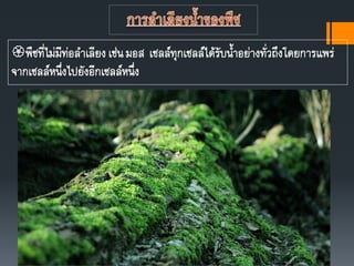 พืชที่ไม่มีท่อลาเลียงเช่นมอส เซลล์ทุกเซลล์ได้รับนาอย่างทั่วถึงโดยการแพร่
จากเซลล์หนึ่งไปยังอีกเซลล์หนึ่ง
 