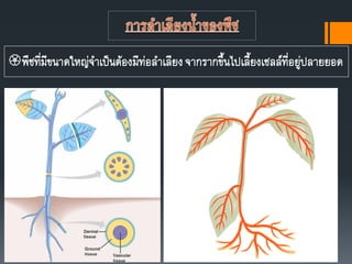 พืชที่มีขนาดใหญ่จาเป็นต้องมีท่อลาเลียงจากรากขึนไปเลียงเซลล์ที่อยู่ปลายยอด
 