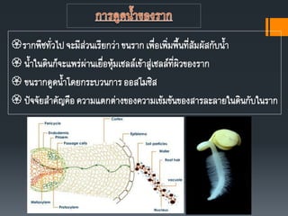 รากพืชทั่วไปจะมีส่วนเรียกว่าขนรากเพื่อเพิ่มพืนที่สัมผัสกับนา
 นาในดินก็จะแพร่ผ่านเยื่อหุ้มเซลล์เข้าสู่เซลล์ที่ผิวของราก
 ขนรากดูดนาโดยกระบวนการออสโมซิส
 ปัจจัยสาคัญคือความแตกต่างของความเข้มข้นของสารละลายในดินกับในราก
 